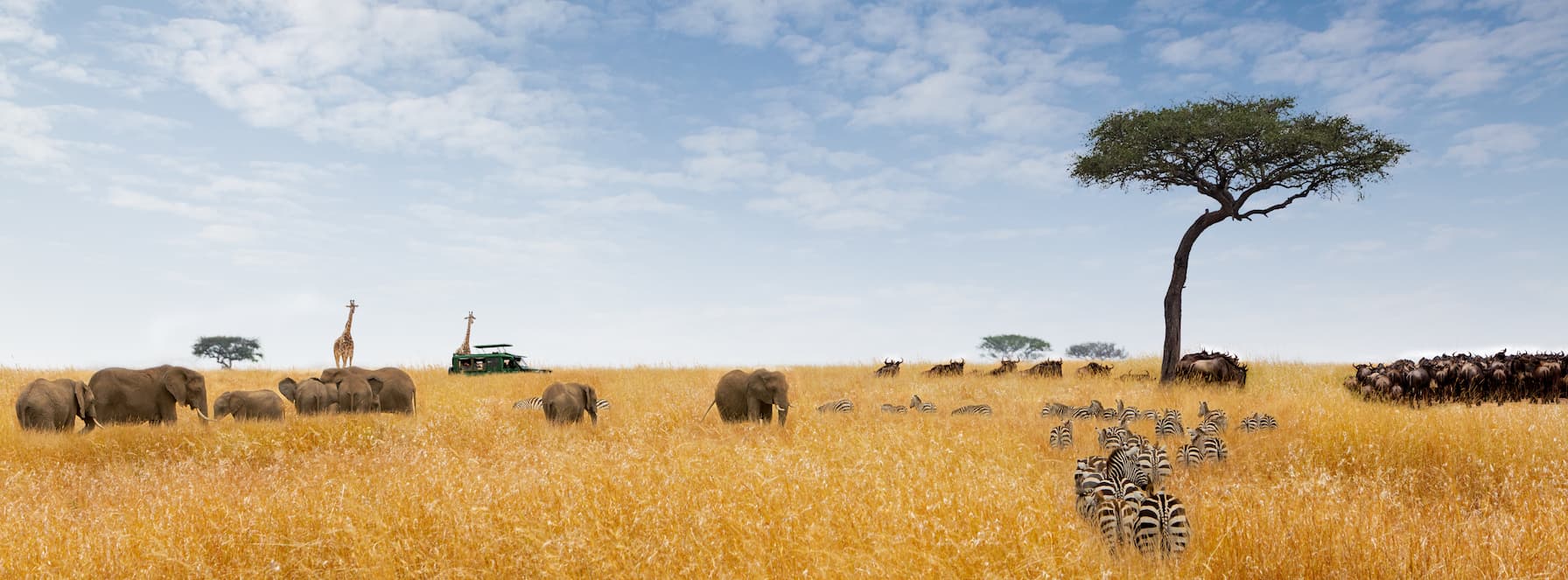 Safari